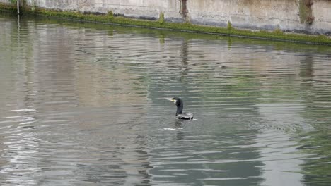 El-Cormorán-Flotante-Eleva-Las-Alas-Batientes-Hacia-Adelante-Para-Eliminar-El-Agua-De-Las-Plumas