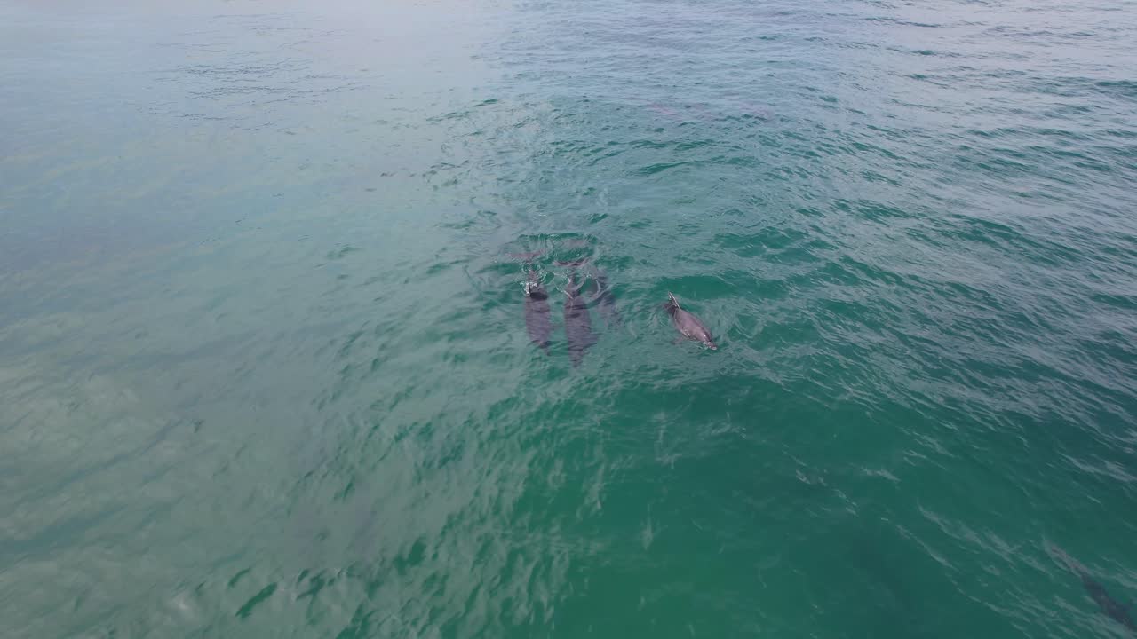 Bottlenose Dolphins Swimming In The Ocean In New South Wales, Australia - Drone Shot