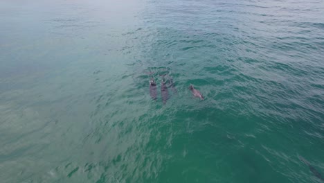 bottlenose dolphins swimming in the ocean in new south wales, australia - drone shot