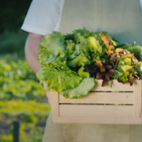 a farmer with a box of lettuce