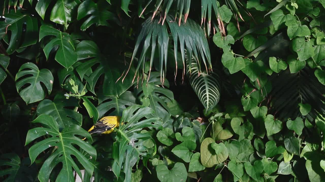 Yellow Bird Hidden in Lush Tropical Foliage