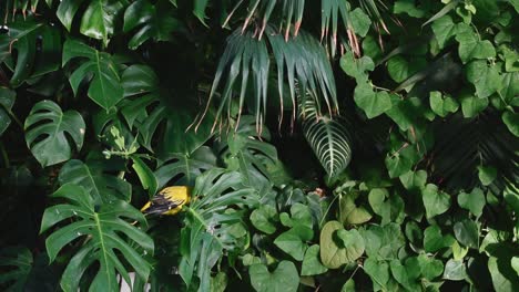 yellow bird hidden in lush tropical foliage