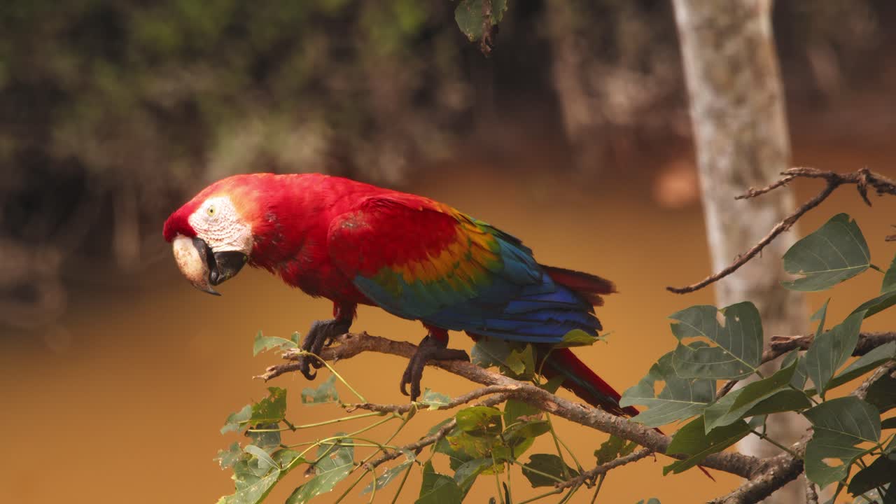 Single Scarlet Macaw perched cleaning its beak with the muddy river in the background at the Amazon rainforest