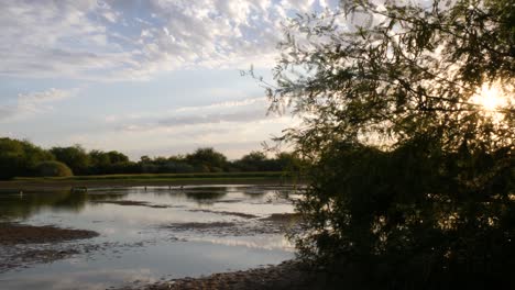 Agua-Baja-En-Una-Reserva-Al-Atardecer-Con-Luz-Dorada-Que-Atraviesa-Un-árbol-De-Mezquite