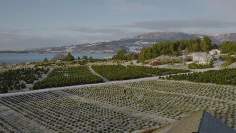 Aerial-View-Of-Vast-Fir-Plantation-With-Farmer-Working-In-Fields