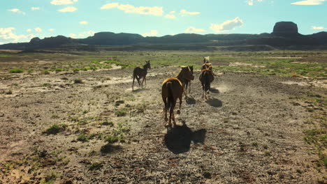 wild horses in arizona: drone flight view