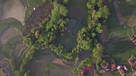 aerial top down shot of countryside with plantation and trees during foggy day in indonesia