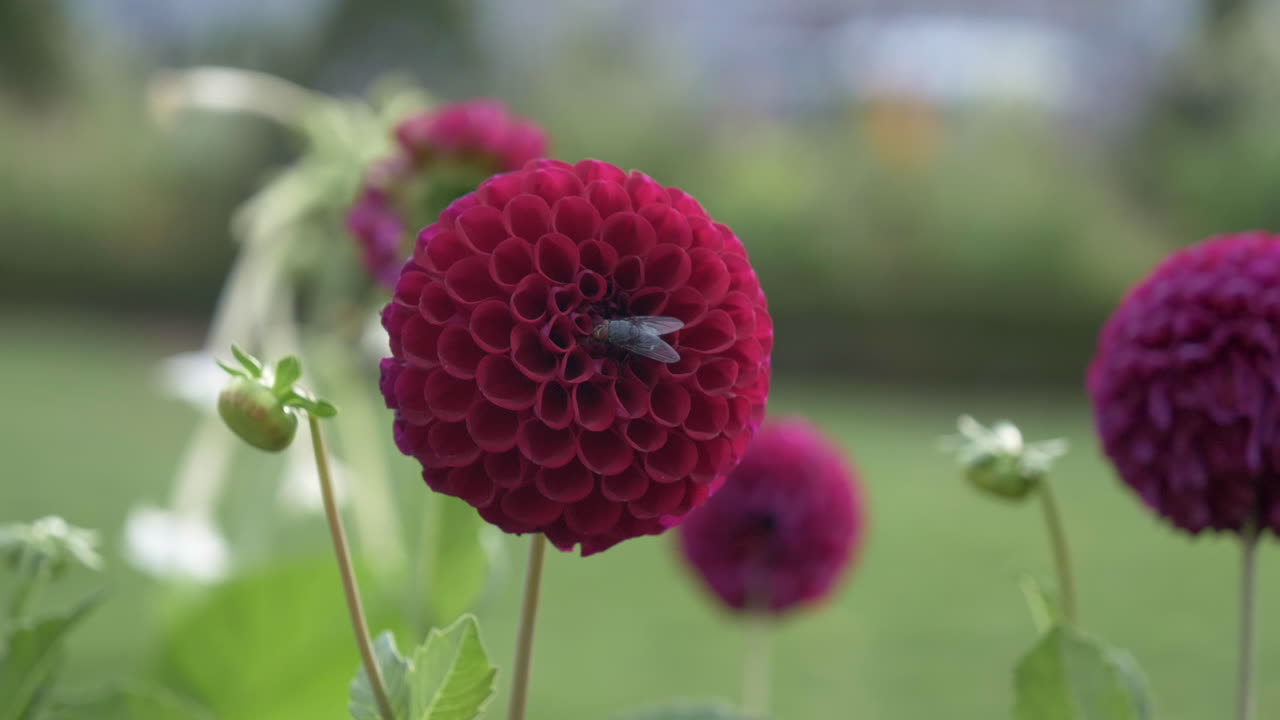 붉은 꽃에 4k 파리