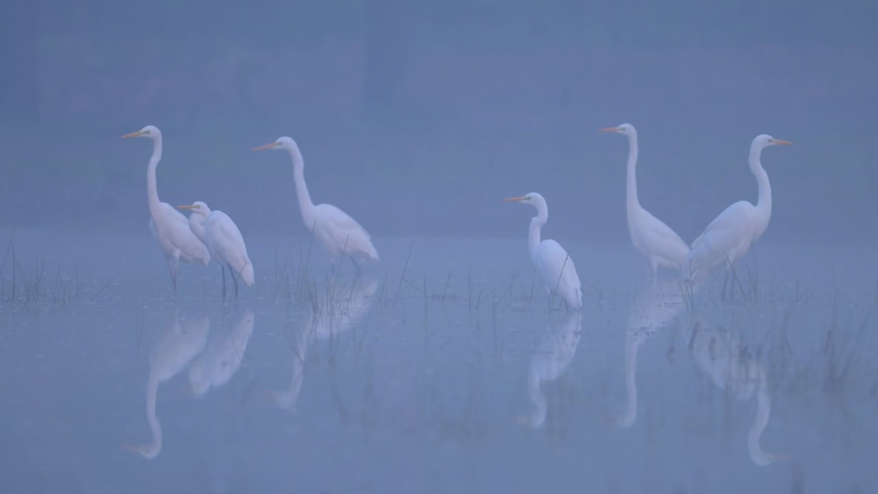 bandada de garzas pescando en la mañana de fogy