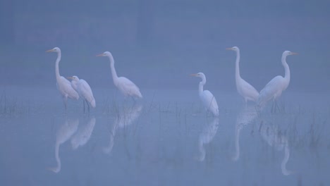 flock of egrets fishing in fogy morning