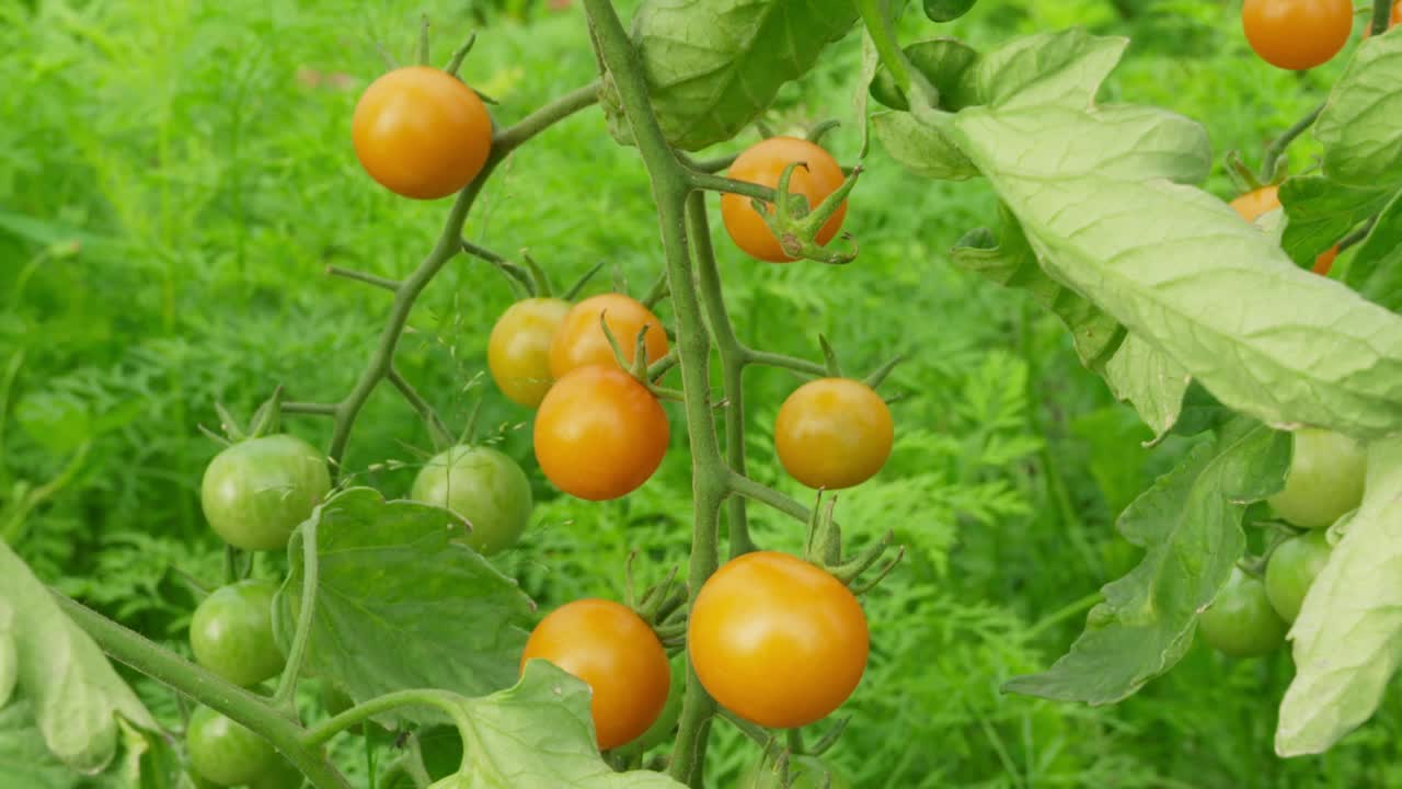 Slow slider shot of sun gold cherry tomatoes on the vine. Camera slowly tilts up and tracks right to left.