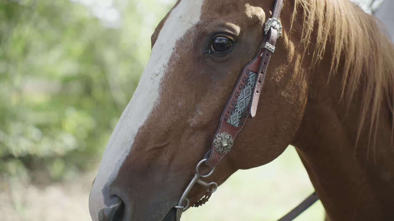 Rosto de Cavalo Quarto de Milha Americano Marrom com Cabeçada, Close-up em Câmera Lenta 4K.