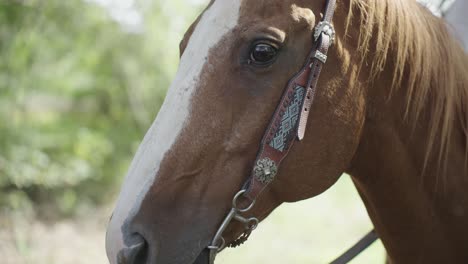 brown american quarter horse face with headstall, close up in 4k slow motion