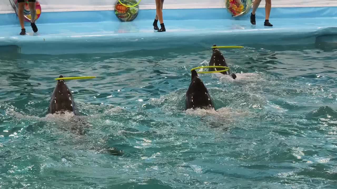delfines realizando trucos con anillos en una piscina