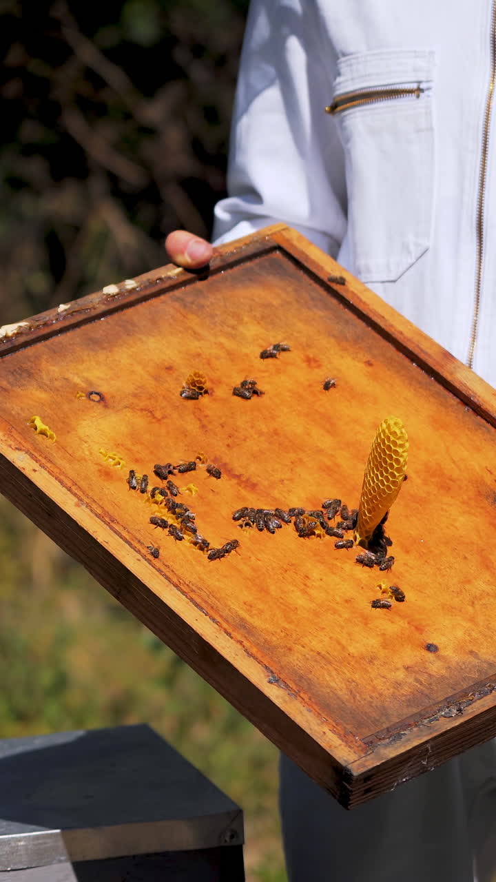 Beekeeper working collect honey. Close up of beekeeper holding honeycomb with bees. Vertical video