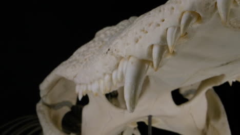 cráneo de cocodrilo de cerca macros dientes