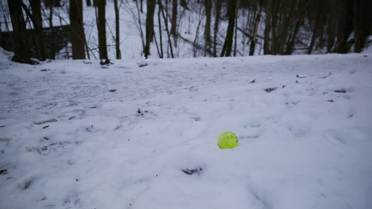 Bredt billede af en tennisbold, der ligger i sneen i skoven, tabt af sin ejer eller hund på en kold vinterdag i Norge
