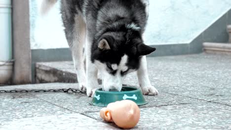 perro hambriento con un cuenco de comida sabrosa