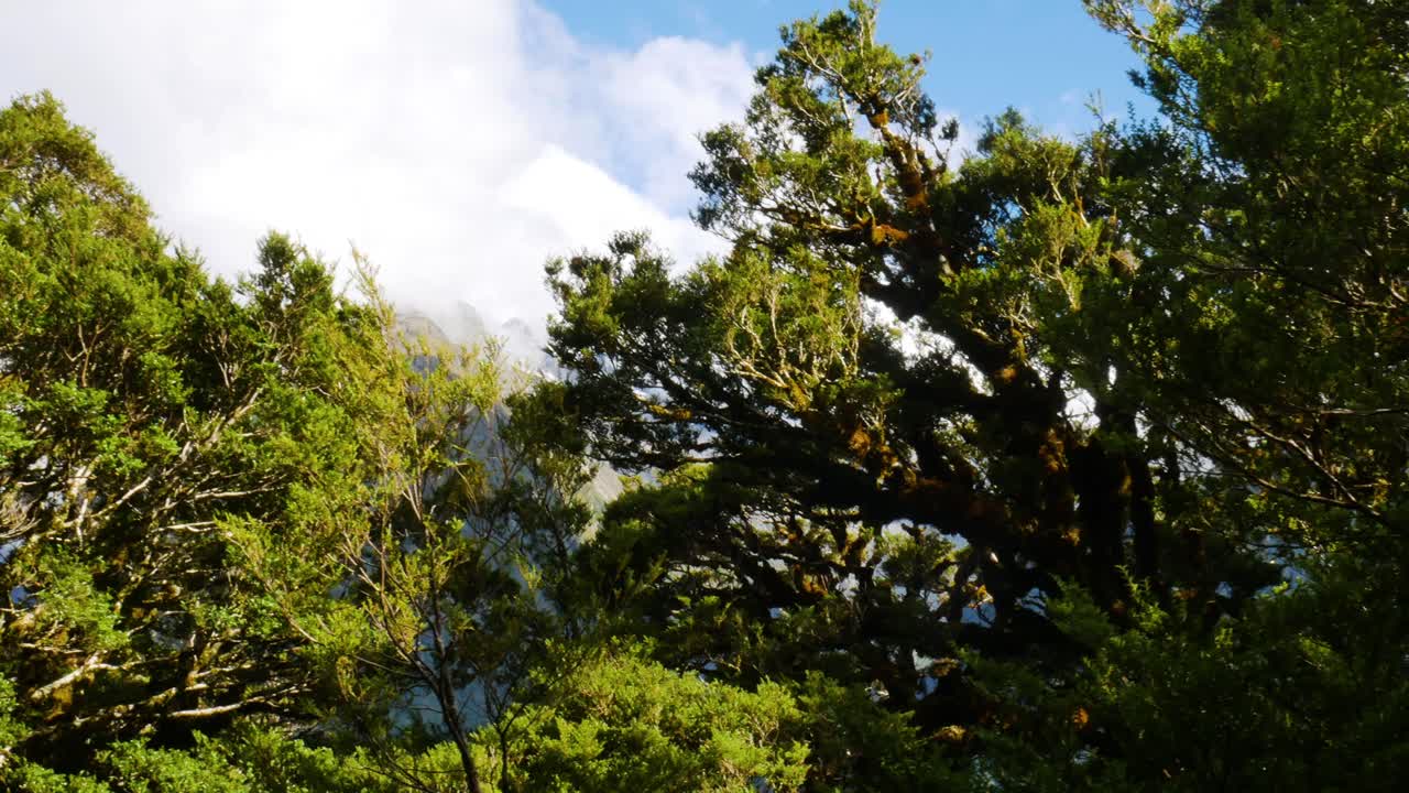 부드러운 숲의 가지가 바람에 불고 있습니다.