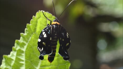 mariposa negra posada en una rama en el bosque salvaje