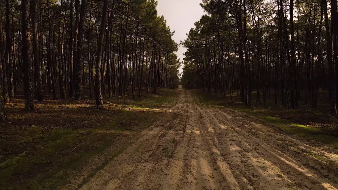 vista de dron de 4k de un camino sucio en medio de un bosque de pinos