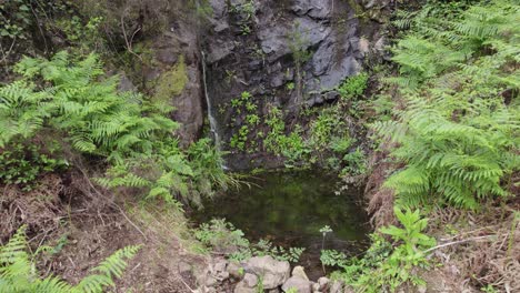 Mirando-Hacia-Abajo-Sobre-El-Sendero-Del-Bosque-De-La-Cascada-Chilrão-Y-La-Exuberante-Vegetación-Salvaje-De-Helechos-Que-La-Rodea