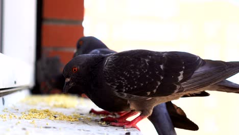 pigeons birds eating on windowsill