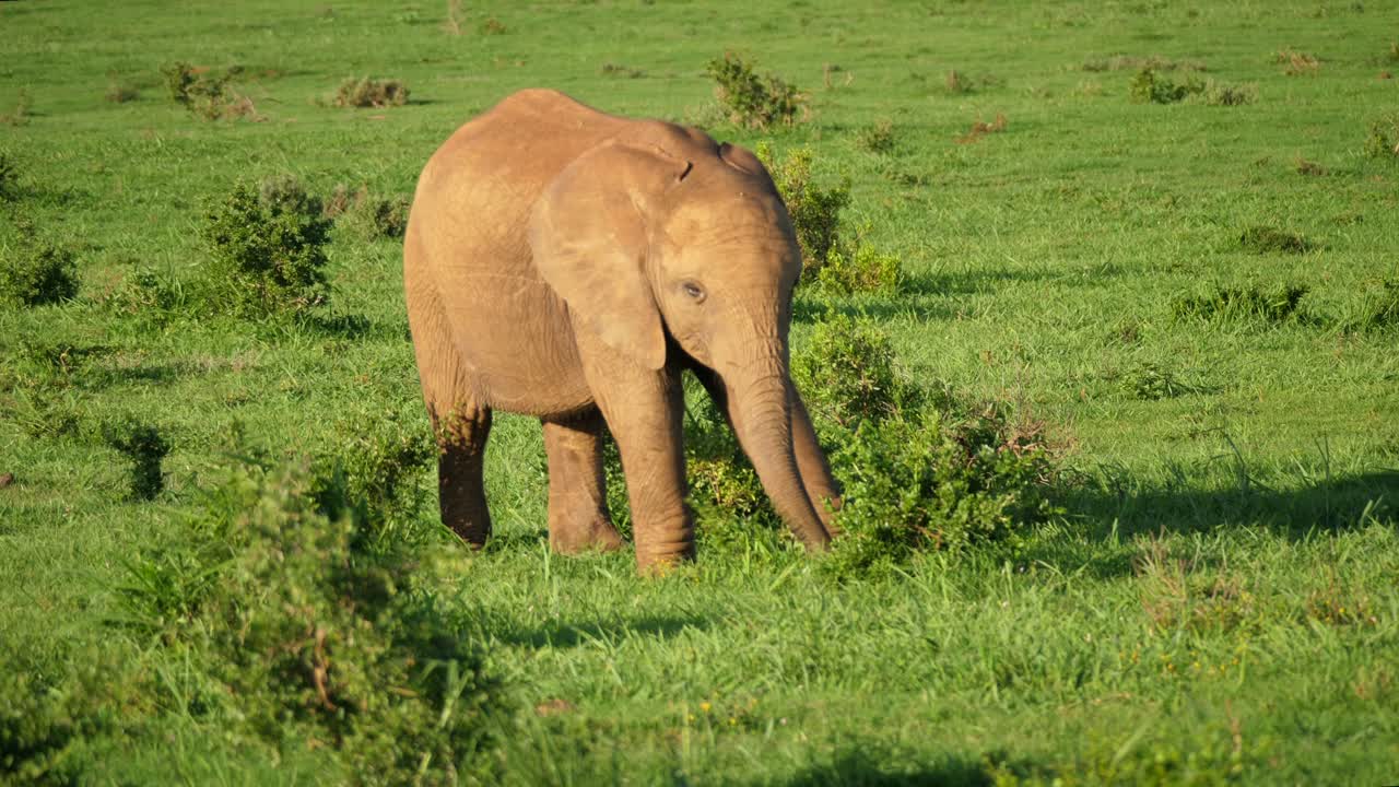 vista panorámica de una cría de elefante comiendo de un arbusto