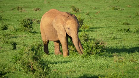 Vista-Panorámica-De-Una-Cría-De-Elefante-Comiendo-De-Un-Arbusto