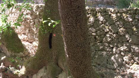 Vídeo-Que-Muestra-árboles-Completamente-Cubiertos-De-Mariposas-En-Rodas,-Grecia