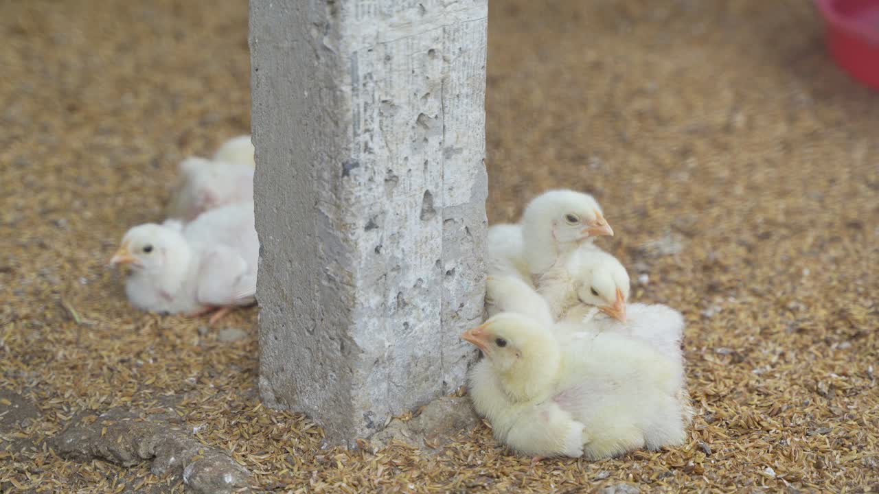 There are baby chickens in the poultry farm.