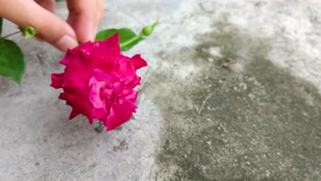 close up of hand holding red rose