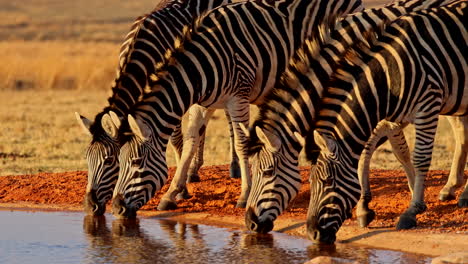 telephoto of black and white striped zebras drinking from waterhole at sunset