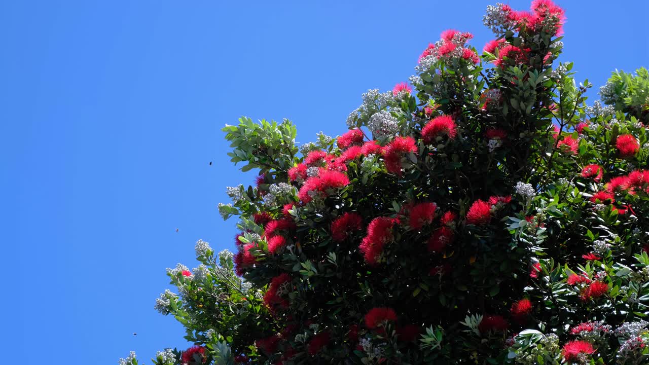 Beautiful Pōhutukawa New Zealand Christmas Tree with red flower against blue sky blooming in summer in capital city of Wellington NZ Aotearoa