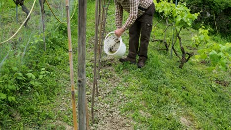 dedicated winegrower watering grapevines in a lush vineyard , working diligently under the warm sun, embodying the essence of manual labor in agriculture