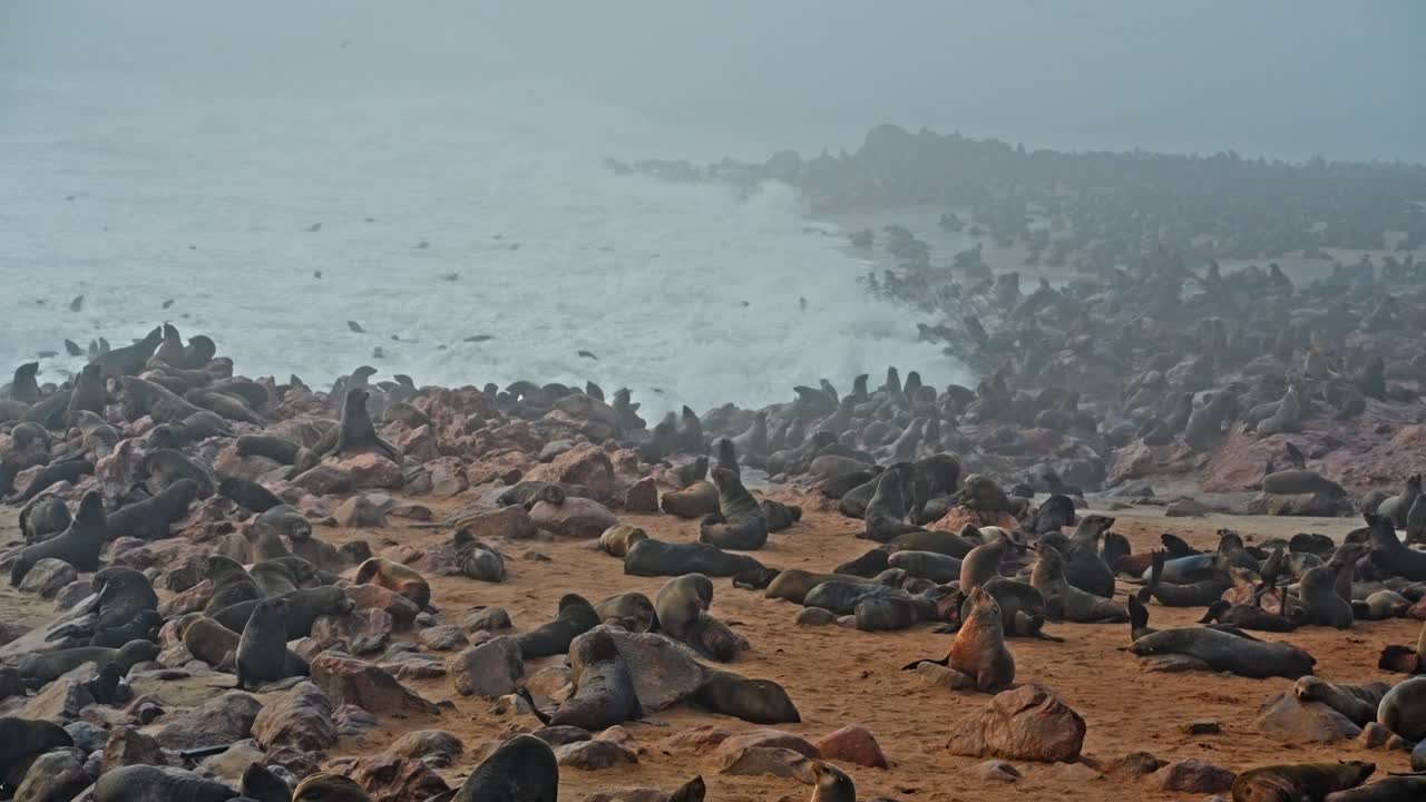A colony of Cape fur seal (Arctocephalus pusillus), at Walvis Bay Namibia, some resting on the shore and others swimming and diving in the sea
