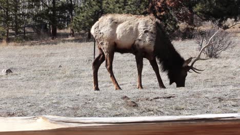 Una-Pequeña-Manada-De-Alces-Toros-Segregados-Cerca-De-Estes-Park-Colorado-Están-Pastando-A-Principios-De-La-Primavera