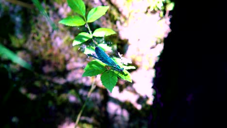 cerca de una libélula azul posada en una caña, una joya de ébano extiende alas en cámara lenta