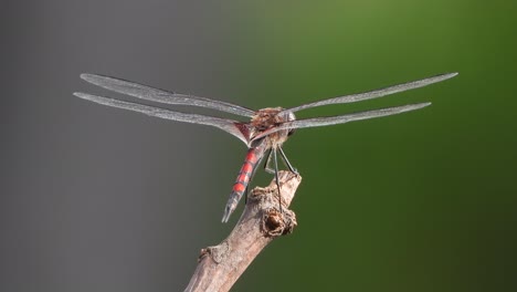 dragonfly in tree waiting for pry