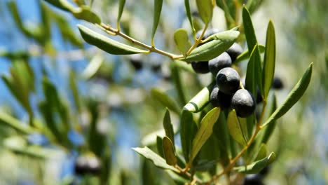 Close-up-of-olives-on-branch-in-farm-4k