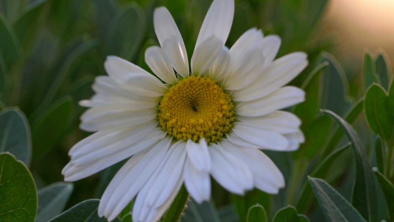 Video ravvicinato di un bocciolo di fiore circondato da foglie verdi, ripreso dal basso