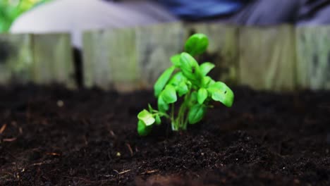 un hombre mayor regando una planta