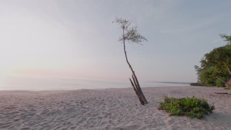 lonely tree to sunrise at knäbäckshusen beach, österlen sweden, wide shot pan to left