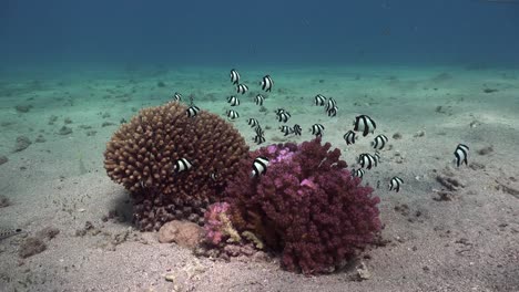 damsel fish swimming over hard corals in the red sea