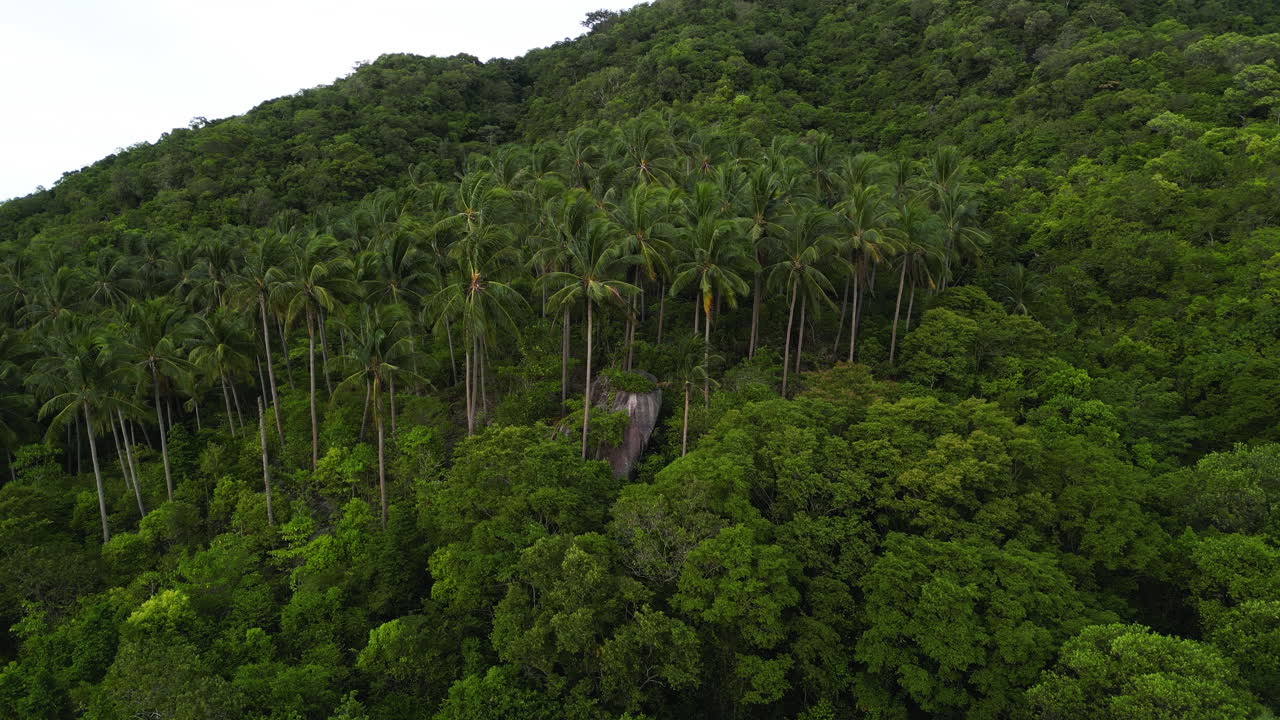 vista aérea de la selva tropical de palmeras vegetación natural no contaminada paisaje típico del sudeste asiático