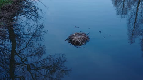 reflejos de árboles vistos en la superficie del agua, donde una nutria recogió hierba y ramas para su cabaña