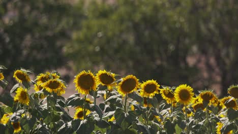 Sonnenblumenfeld-Im-Sommer