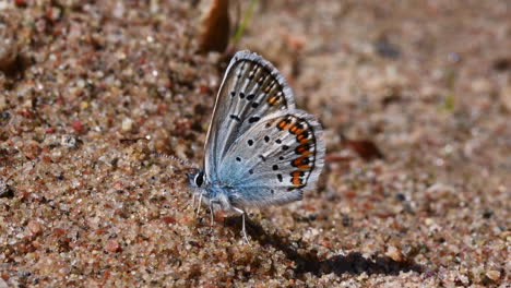 Asombrosamente-Hermosa-Mariposa-Azul-Tachonada-De-Plata-Buscando-Comida-En-La-Arena-Con-Probóscide-Y-Usando-Antenas-Muy-Suaves