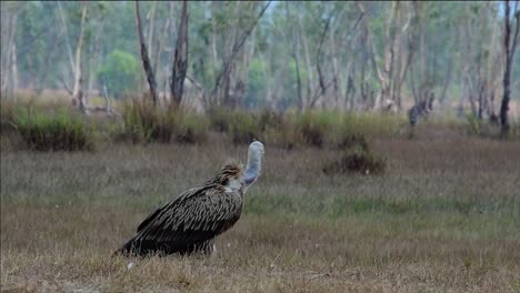 The-Himalayan-Griffon-Vulture-is-Near-Threatened-due-to-toxic-food-source-and-habitat-loss