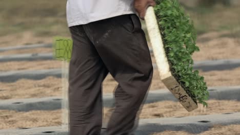 Growing-vegetables-in-green-houses-and-drip-irrigation